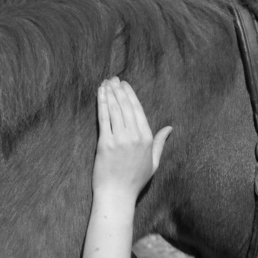 Hand gently resting on a horse's coat.