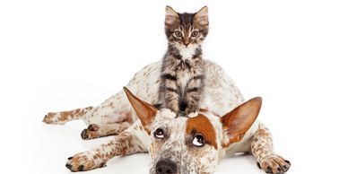 Offer Cat and Dog Obedience Training Lessons 