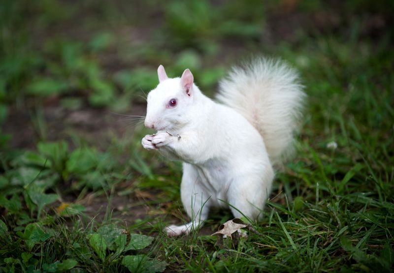Rare white squirrel feeding on the ground in the city park in Olney, Illinois, one of the few places were a large number of them exist. The squirrels are not albino, but have white fur from leucism.
