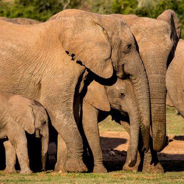 A family of elephants standing close together in the wild.