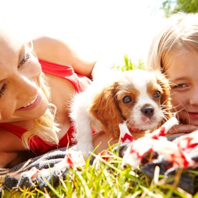 Three Cavalier puppies sitting in a row on a wooden porch. Cavalier Puppies for sale near me