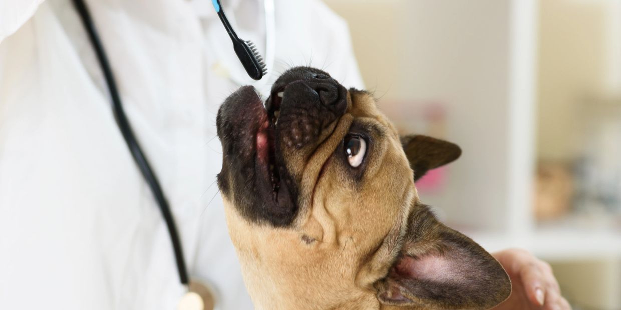 Dog being examined by a veterinarian with a toothbrush.