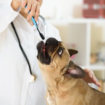 Veterinarian preparing to brush a French bulldog's teeth.