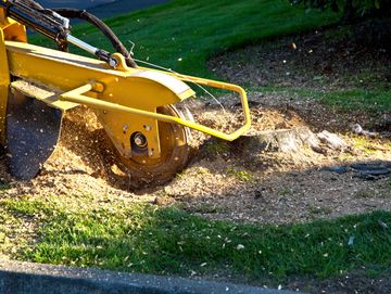 Stump removal — Stemma Tree Care