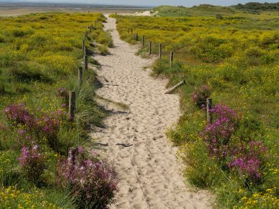 A sandy path through green and yellow flowering fields.