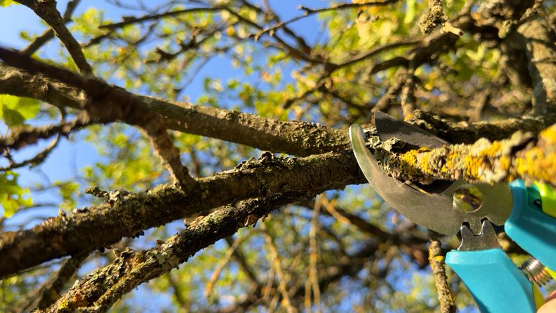 Close-up of tree branch being cut with pruning shears in a garden