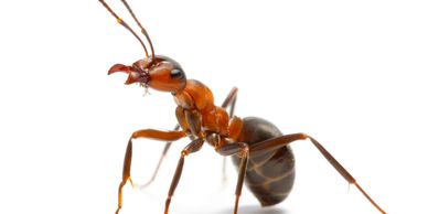 Ant Treatment