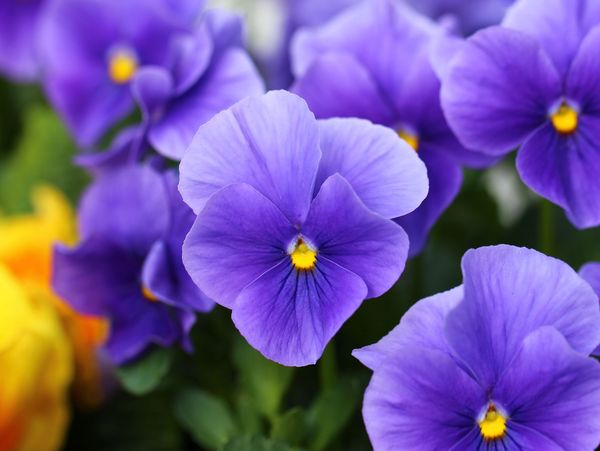 Close-up of vibrant purple pansy flowers with yellow centers.