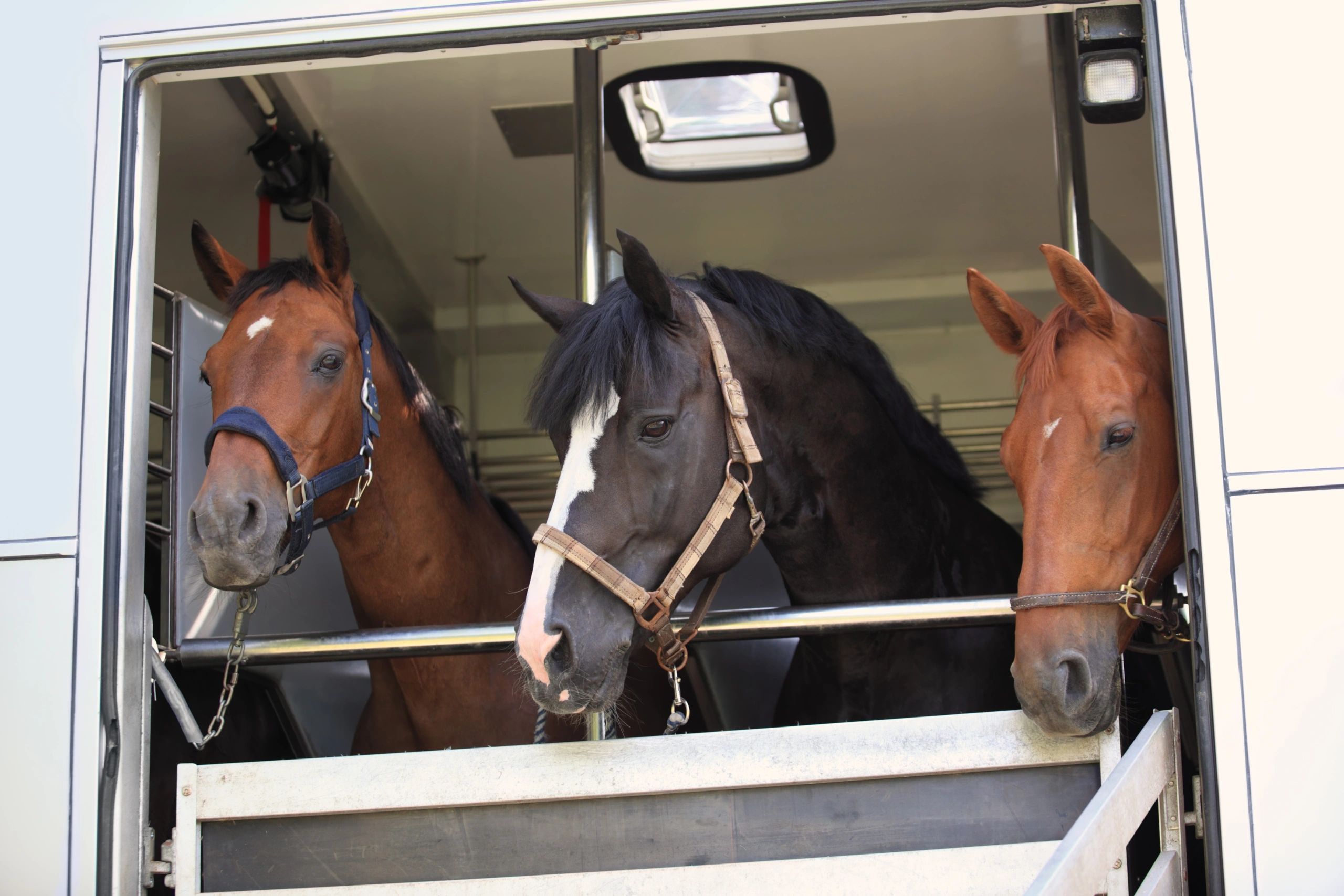 Safe equine transport: horses in a ventilated trailer with chest bars and windows.