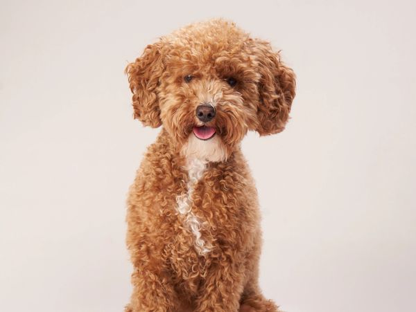 Cute curly brown dog with white markings.