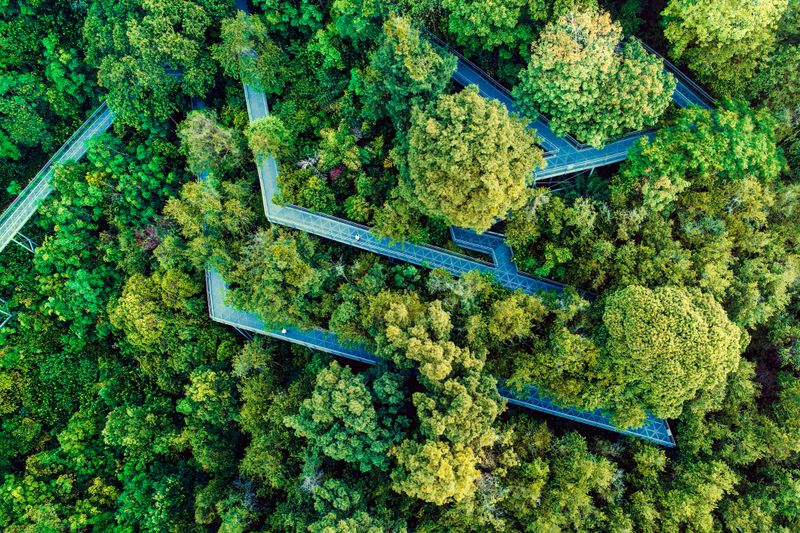 Aerial view of forest walkway
