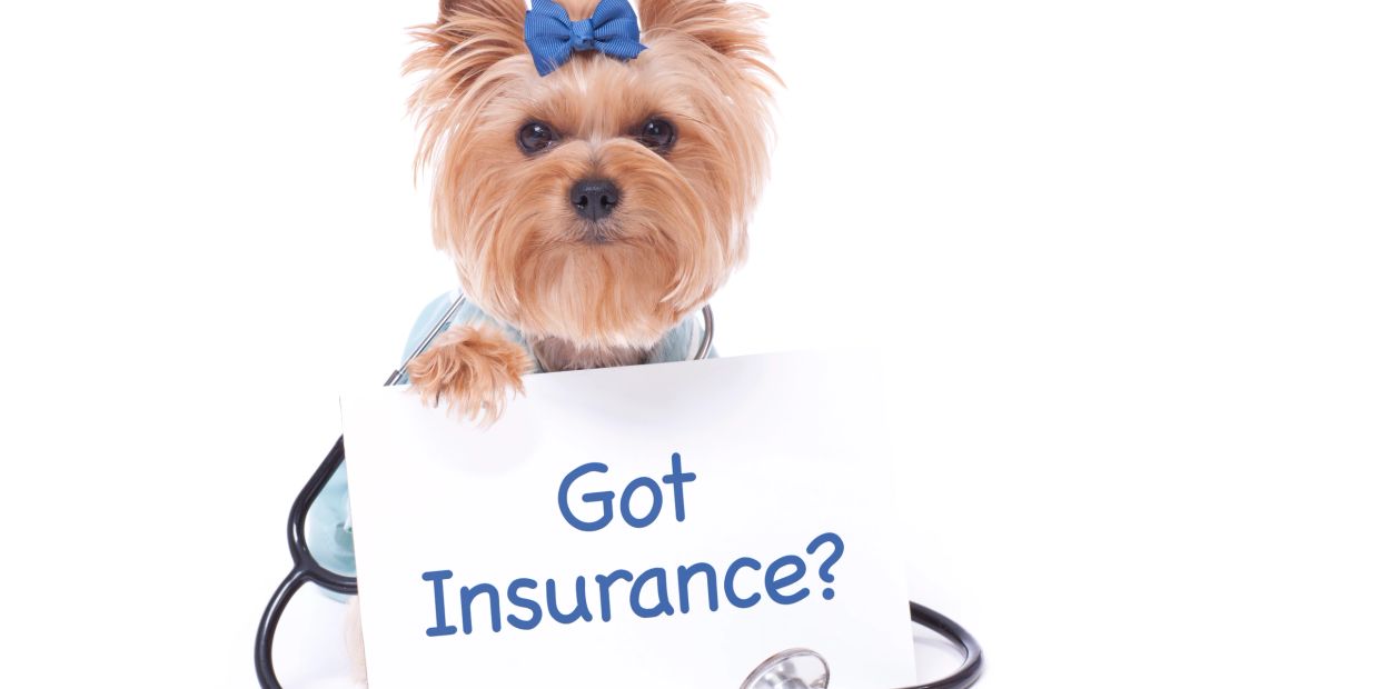 Dog with a blue bow holding a 'Got Insurance?' sign.