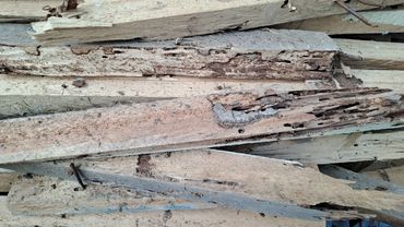 Termite wood damage