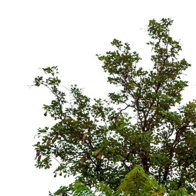 Professional Tree Removal Tyler Texas