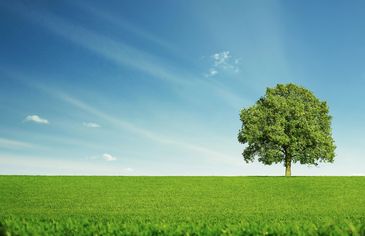 A lone tree stands in a vast green field under a clear blue sky.