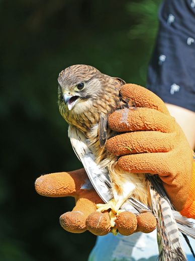 Wildlife and animal rescue in the Lake Cumberland Region.