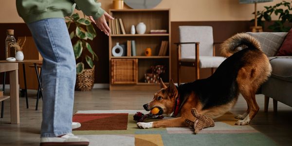 Excitement that your animals deserve.