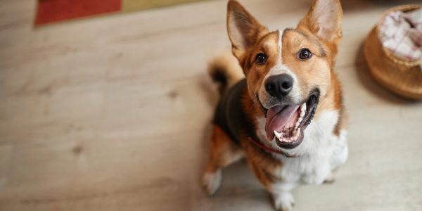 Happy dog sitting on a wooden floor looking up.