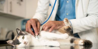 Veterinarian examining a cat with a stethoscope