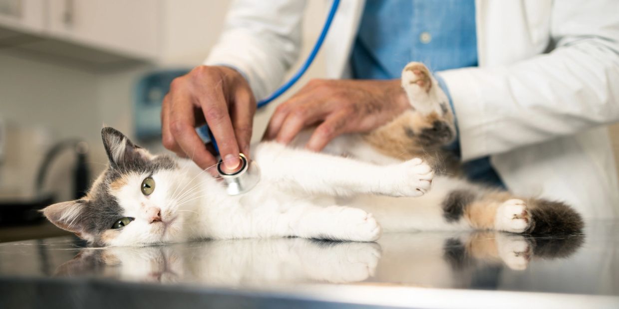 Vet examining a cat with a stethoscope.