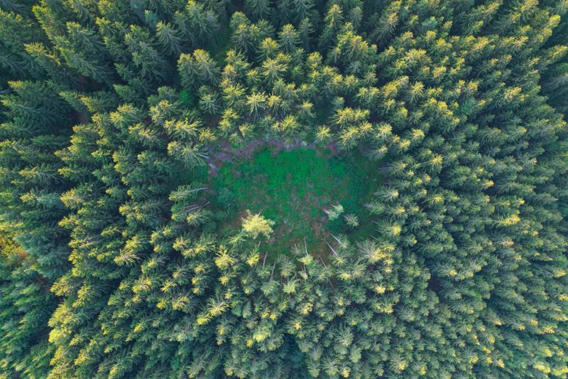 AERIAL TOP DOWN: Spruce crowns shine in golden light and surround forest clearing. Mountain woodland area with conifers illuminated with last rays of sun. Magnificent view of dense coniferous woods.