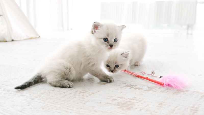 Fluffy Ragdoll Kittens At Home Together. Two Purebred Kitty Cats Indoors In Light Room