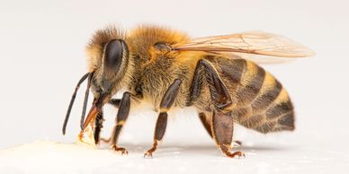 Honeybee Thief Alert