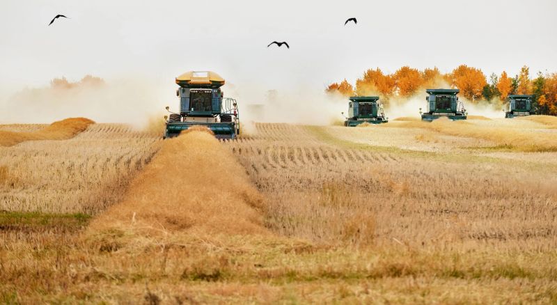 Combine harvester machines working on farm harvesting the crop with birds flying around