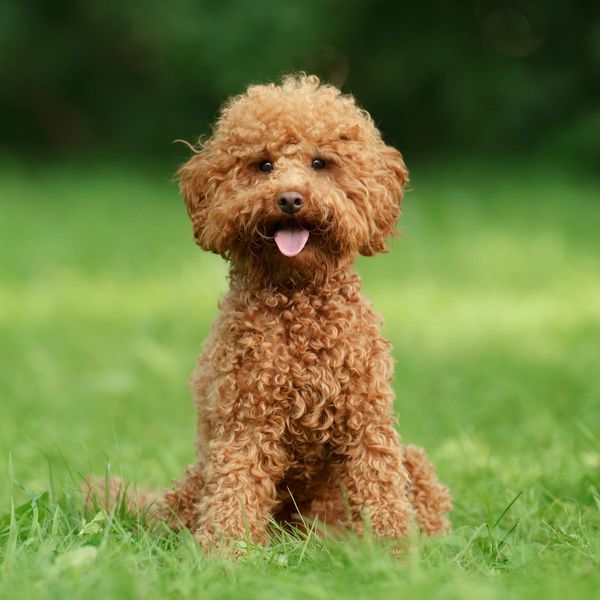 kc miniature poodle stud lincolnshire, kc miniature poodle stud nottingham, kc miniature poodle stud