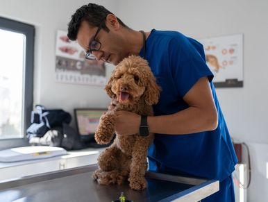Veterinarian examining a dog in a clinic.