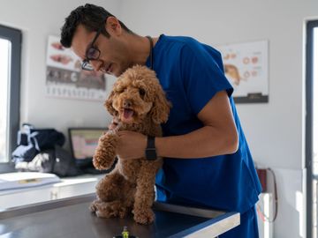 Veterinarian examining a happy poodle on an exam table.