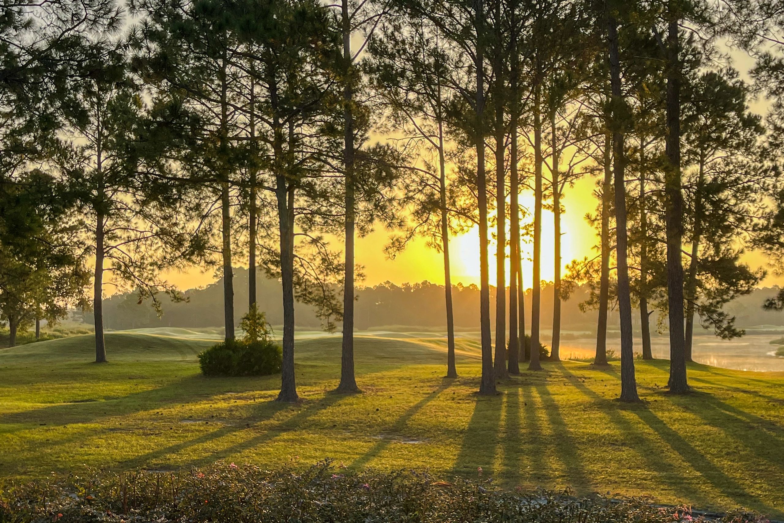 Sunset casting long shadows through tall pine trees on a grassy landscape.