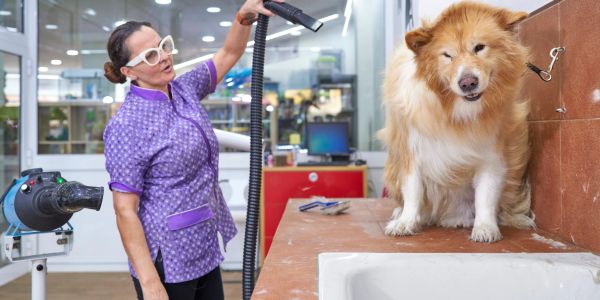 Woman drying a fluffy dog with a blow dryer.