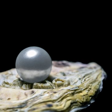 A shiny pearl resting on an oyster shell against a black background.