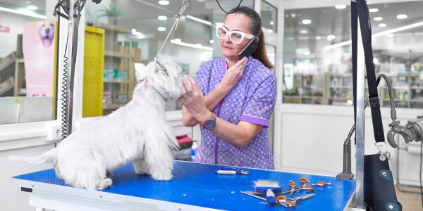 Groomer drying a white dog at a grooming salon.