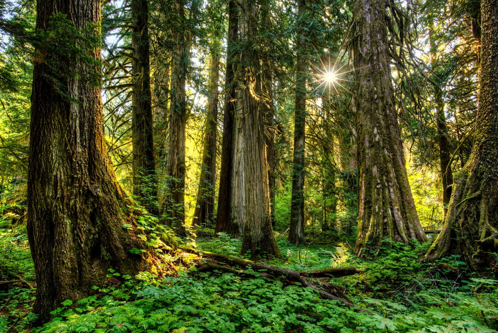 Experience Oregon Coast Forest Bathing