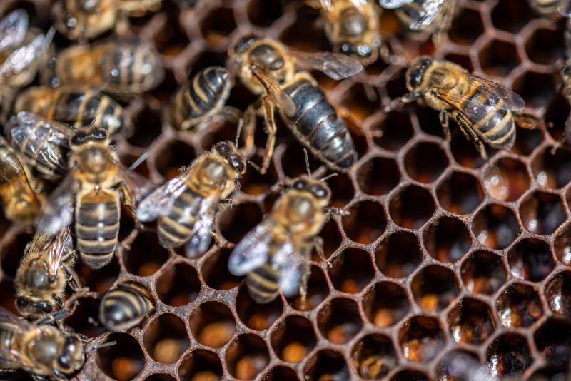 Close-up beehive for obtaining honey, pollen, propolis and royal jelly,  it is consumed all over the world as it is a very beneficial product for humans