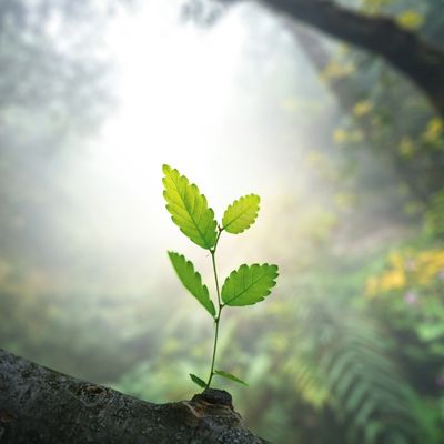Young green plant sapling growing on a branch.