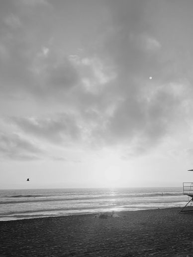 Black and white photo of a sunset over the ocean with a bird flying.