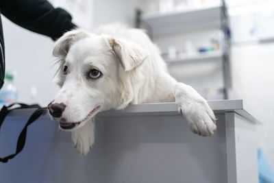 A white dog resting its paws on a table, looking slightly anxious.