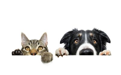 A cat and dog peeking over a white surface.