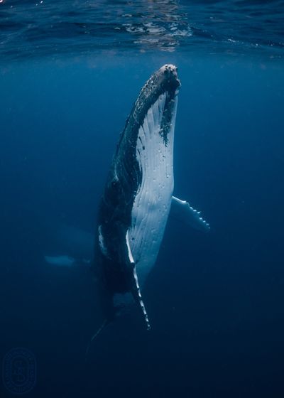 Whale Season in Hawaii 