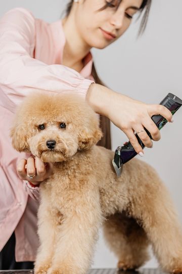 Perrito recibiendo corte de pelo.