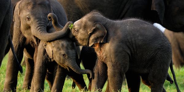 Three baby elephants playfully interacting in a grassy area in sri lanka.