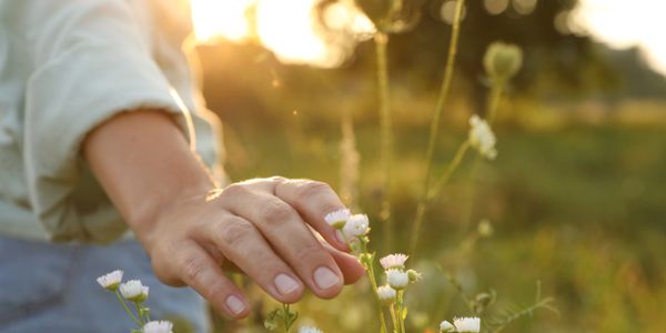 A person's hand touching, feeling, exploring flowers, nature