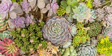 Succulent succulents sedum variety bare root diy gift plant plants flower