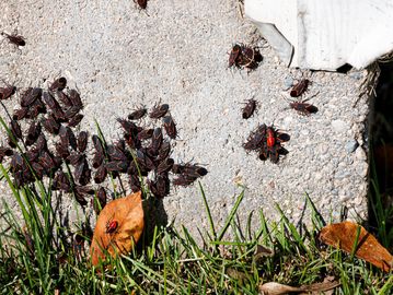 Cluster of bugs on a concrete surface.