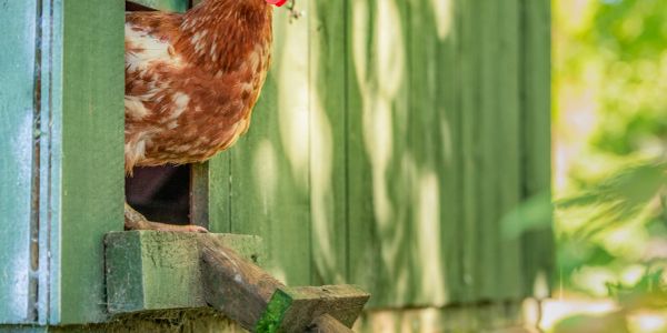 A chicken peeks out from a green wooden chicken coop on a sunny day.