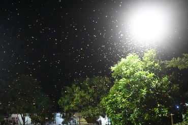 Termite Alate Swarming
