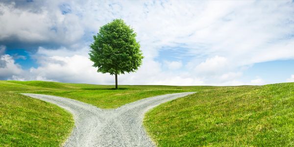 A tree sits between a fork in a dirt road amongst grassy knolls under a blue sky with white clouds